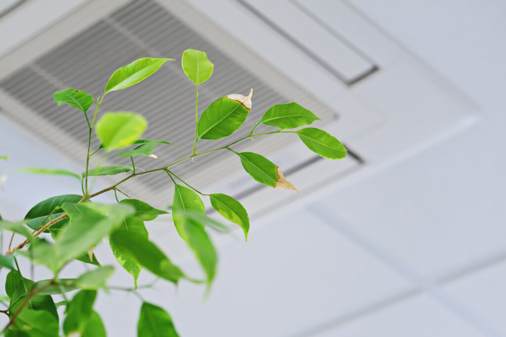 Green leafed plant in front of a ceiling vent